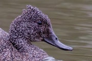 Freckled Duck (Stictonetta naevosa)
